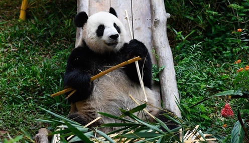荣获“中国最惹人喜爱的大熊猫”奖的贡贡 资料 图